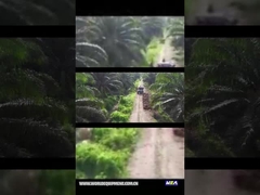 TRACTEUR DE L'HUILE DE PALME WEA18